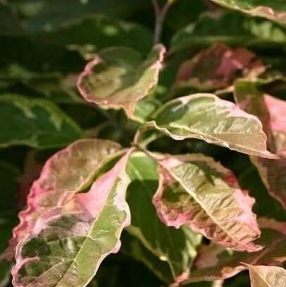 Kornoelje (Cornus Florida 'Cherokee Daybreak') 4 Kornoelje (Cornus Florida 'Cherokee Daybreak') - Afbeelding 2