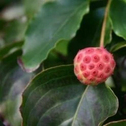 Kornoelje (Cornus Kousa 'China Girl') -Aanbiedingen Groene Hekken Winkel cornus kousa china girl 1