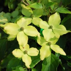 Kornoelje (Cornus Kousa 'Schmetterling') -Aanbiedingen Groene Hekken Winkel cornus kousa schmetterling 1