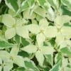 Bonte Kornoelje (Cornus Kousa 'Summerfun') -Aanbiedingen Groene Hekken Winkel cornus kousa summerfun 2