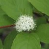 Kornoelje (Cornus Alba 'Sibirica') 2 Kornoelje (Cornus Alba 'Sibirica') -Aanbiedingen Groene Hekken Winkel cornus alba sibirica 1