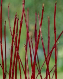 Kornoelje (Cornus Alba 'Sibirica') -Aanbiedingen Groene Hekken Winkel cornus alba sibirica 2