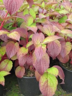 Kornoelje (Cornus Alba 'Sibirica') -Aanbiedingen Groene Hekken Winkel cornus alba sibirica 1 1