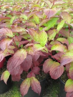 Kornoelje (Cornus Alba 'Sibirica') -Aanbiedingen Groene Hekken Winkel cornus alba sibirica 2 1