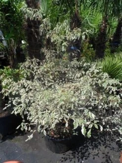 Kornoelje (Cornus Alternifolia 'Argentea') -Aanbiedingen Groene Hekken Winkel cornus alternifolia argentea 100 125 c25