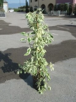 Kornoelje (Cornus Alternifolia 'Argentea') -Aanbiedingen Groene Hekken Winkel cornus alternifolia argentea 2