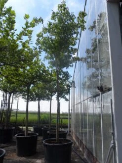 Reuzenkornoelje (Cornus Controversa) -Aanbiedingen Groene Hekken Winkel cornus controversa 20 25ho c350