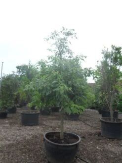 Reuzenkornoelje (Cornus Controversa) -Aanbiedingen Groene Hekken Winkel cornus controversa halfstam c500