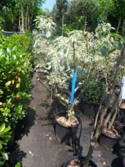 Reuzenkornoelje (Cornus Controversa 'Variegata') -Aanbiedingen Groene Hekken Winkel cornus controversa variegata 125 150 c20