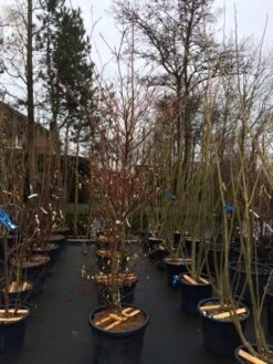 Reuzenkornoelje (Cornus Controversa 'Variegata') -Aanbiedingen Groene Hekken Winkel cornus controversa variegata 2