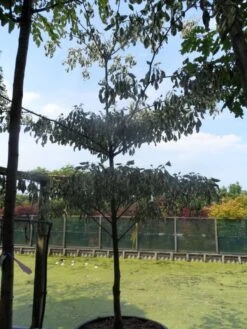 Reuzenkornoelje (Cornus Controversa 'Variegata') -Aanbiedingen Groene Hekken Winkel cornus controversa variegata 250 300 c285