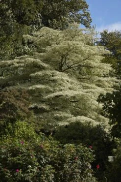 Reuzenkornoelje (Cornus Controversa 'Variegata') -Aanbiedingen Groene Hekken Winkel cornus controversa variegata 2 1