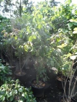 Amerikaanse Kornoelje (Cornus Florida 'Rubra') -Aanbiedingen Groene Hekken Winkel cornus florida 150 175 200 c50 3 2