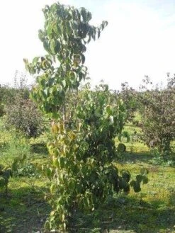 Amerikaanse Kornoelje (Cornus Florida 'Rubra') -Aanbiedingen Groene Hekken Winkel cornus florida 180 2 2