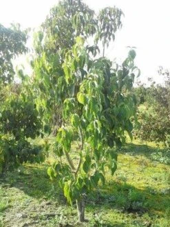 Amerikaanse Kornoelje (Cornus Florida 'Rubra') -Aanbiedingen Groene Hekken Winkel cornus florida 180 3 2 1