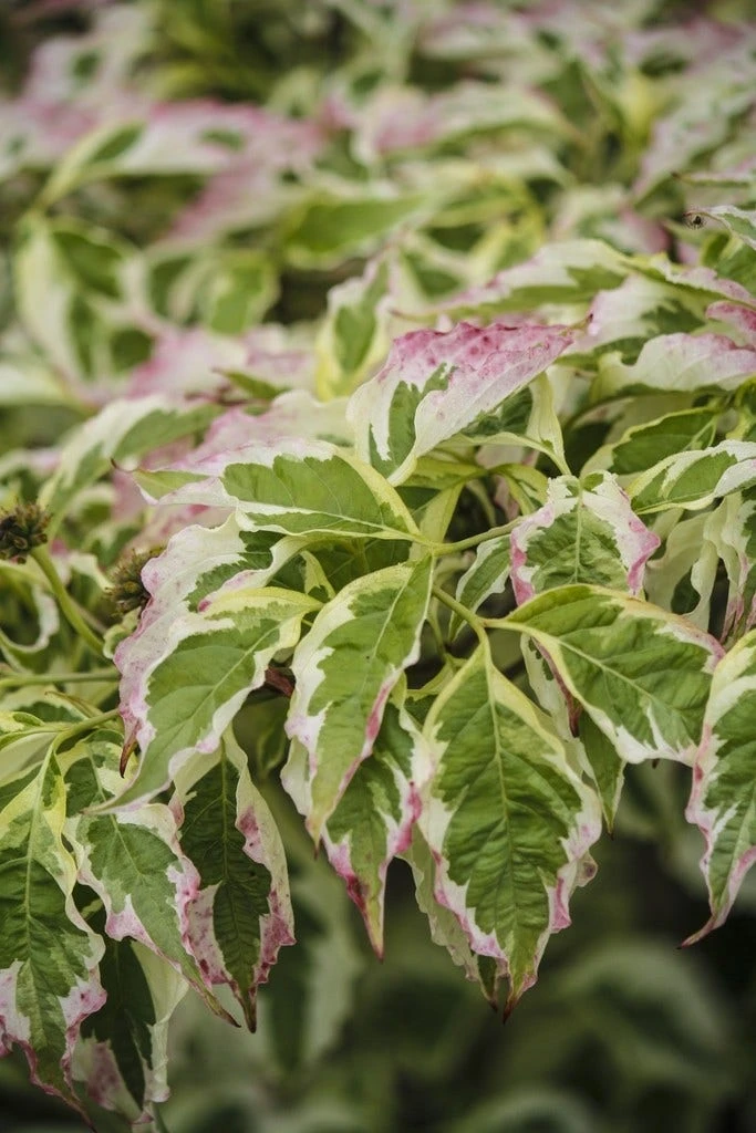 Kornoelje (Cornus Florida 'Cherokee Daybreak') 5 Kornoelje (Cornus Florida 'Cherokee Daybreak') - Afbeelding 3