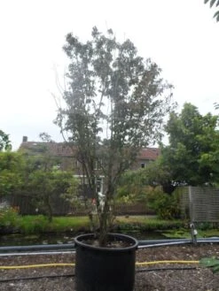 Amerikaanse Kornoelje (Cornus Florida 'Rubra') -Aanbiedingen Groene Hekken Winkel cornus florida rubra 400 500 c750 1