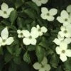 Japanse Kornoelje (Cornus Kousa) -Aanbiedingen Groene Hekken Winkel cornus kousa