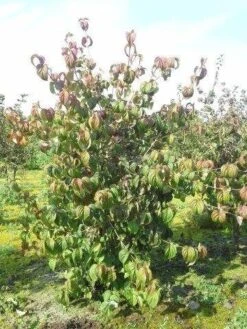 Kornoelje (Cornus Kousa 'China Girl') -Aanbiedingen Groene Hekken Winkel cornus kousa 180 2