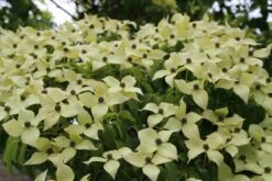 Kornoelje (Cornus Kousa 'China Girl') -Aanbiedingen Groene Hekken Winkel cornus kousa china girl 3 1