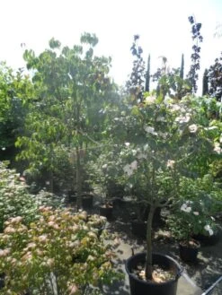 Japanse Kornoelje (Cornus Kousa) -Aanbiedingen Groene Hekken Winkel cornus kousa in soorten halfstam c50 1