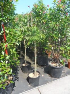 Japanse Kornoelje (Cornus Kousa) -Aanbiedingen Groene Hekken Winkel cornus kousa satomi 100stam c20 1