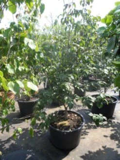 Japanse Kornoelje (Cornus Kousa) -Aanbiedingen Groene Hekken Winkel cornus kousa satomi 150 175 200 1