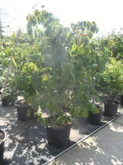 Japanse Kornoelje (Cornus Kousa) -Aanbiedingen Groene Hekken Winkel cornus kousa satomi 200 225 1