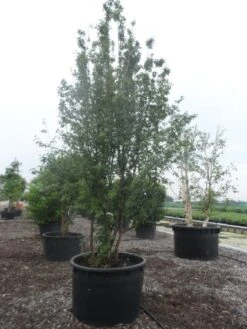 Gele Kornoelje (Cornus Mas) 10 Gele Kornoelje (Cornus Mas) -Aanbiedingen Groene Hekken Winkel cornus mas 400 500 c750 1