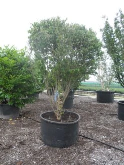 Gele Kornoelje (Cornus Mas) -Aanbiedingen Groene Hekken Winkel cornus mas ombrella c600