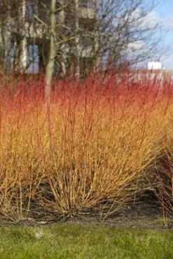 Kornoelje (Cornus Sanguinea 'Midwinter Fire') -Aanbiedingen Groene Hekken Winkel cornus sanguinea midwinter fire02