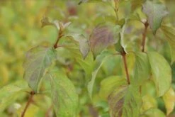 Kornoelje (Cornus Sanguinea 'Winter Beauty) -Aanbiedingen Groene Hekken Winkel cornus sanguinea winter beauty 2