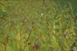 Kornoelje (Cornus Sanguinea 'Winter Beauty) -Aanbiedingen Groene Hekken Winkel cornus sanguinea winter beauty 3