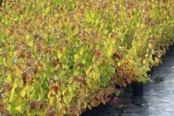 Kornoelje (Cornus Sanguinea 'Winter Beauty) -Aanbiedingen Groene Hekken Winkel cornus winter beauty 1