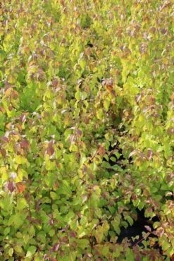 Kornoelje (Cornus Sanguinea 'Winter Beauty) -Aanbiedingen Groene Hekken Winkel cornus winter beauty 2