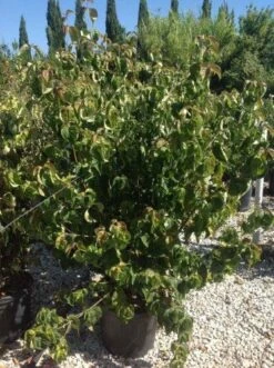 Japanse Kornoelje (Cornus Kousa 'Weisse Fontaine') -Aanbiedingen Groene Hekken Winkel cornuskousa125 1