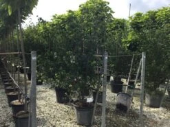 Japanse Kornoelje (Cornus Kousa 'Weisse Fontaine') -Aanbiedingen Groene Hekken Winkel cornuskousa175 1