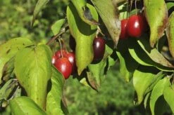 Gele Kornoelje (Cornus Mas) -Aanbiedingen Groene Hekken Winkel cornusmas vruchtv01