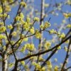 Gele Kornoelje (Cornus Mas) -Aanbiedingen Groene Hekken Winkel cornusmasv01 2
