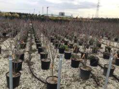 Kornoelje (Cornus Kousa 'Teutonia') -Aanbiedingen Groene Hekken Winkel cornusteutonia01