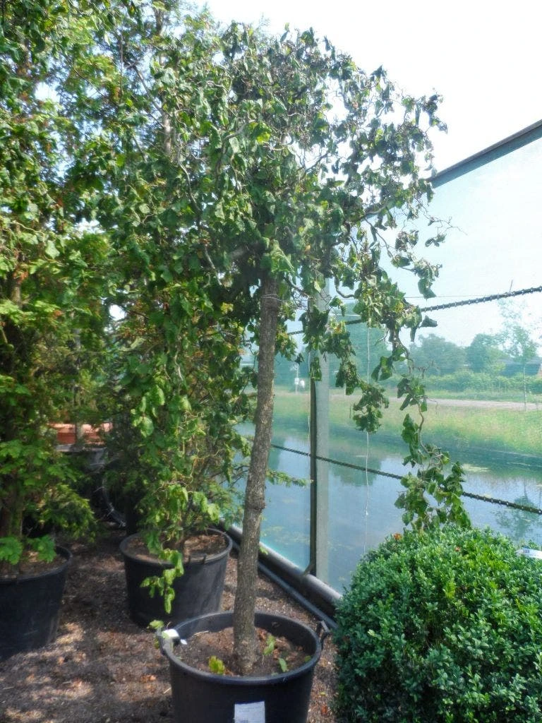 Kronkelhazelaar Als Boom (Corylus Avellana 'Contorta') 5 Kronkelhazelaar Als Boom (Corylus Avellana 'Contorta') - Afbeelding 3