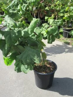 Kronkelhazelaar (Corylus Avellana 'Contorta') -Aanbiedingen Groene Hekken Winkel corylus avellana contorta 1