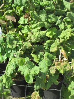 Kronkelhazelaar (Corylus Avellana 'Contorta') -Aanbiedingen Groene Hekken Winkel corylus avellana contorta 2