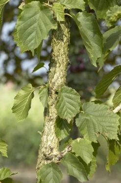 Boomhazelaar (Corylus Colurna) -Aanbiedingen Groene Hekken Winkel corylus colurna01