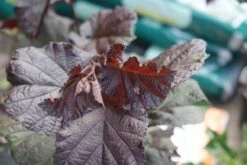 Rode Hazelaar (Corylus Maxima 'Purpurea') -Aanbiedingen Groene Hekken Winkel corylus maxima purpurea 1