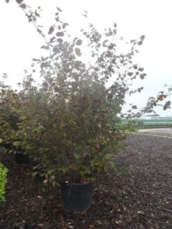 Rode Hazelaar (Corylus Maxima 'Purpurea') -Aanbiedingen Groene Hekken Winkel corylus maxima purpurea 200 250 c70 90