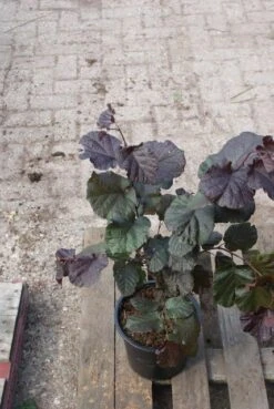 Rode Hazelaar (Corylus Maxima 'Purpurea') -Aanbiedingen Groene Hekken Winkel corylus maxima purpurea 3