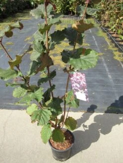 Rode Hazelaar (Corylus Maxima 'Purpurea') -Aanbiedingen Groene Hekken Winkel corylus maxima purpurea 1