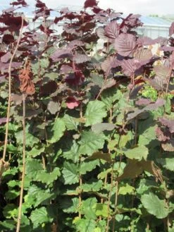 Rode Hazelaar (Corylus Maxima 'Purpurea') -Aanbiedingen Groene Hekken Winkel corylus maxima purpurea 2