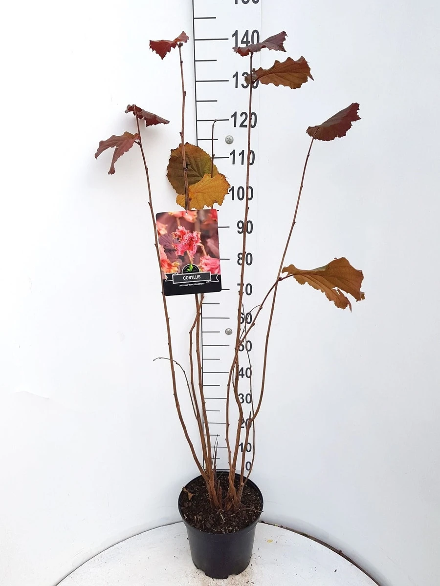 Hazelaar/Hazelnoot (Corylus Avellana 'Rode Zellernoot') 6 Hazelaar/Hazelnoot (Corylus Avellana 'Rode Zellernoot') - Afbeelding 4